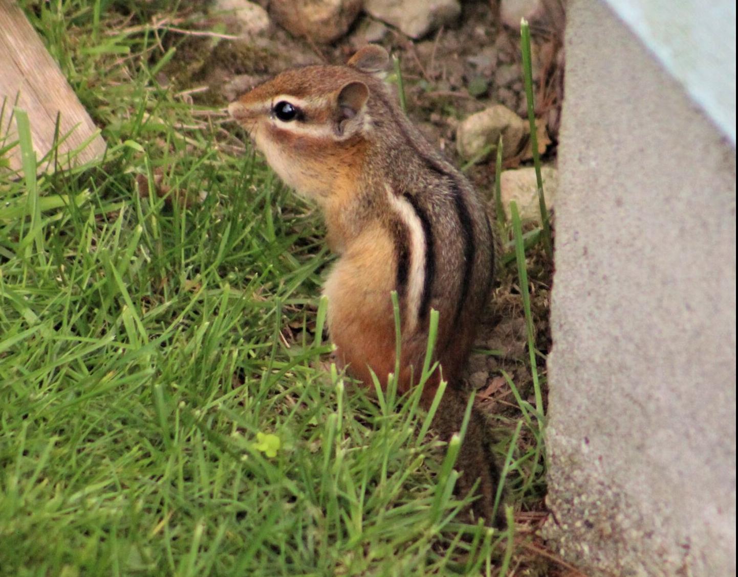 Chipmunk
